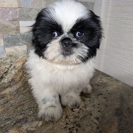 Companion Cross, Pekingese, and Shih Tzu Puppies from Shawgo Pups