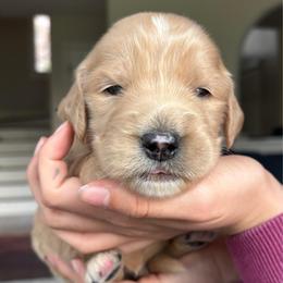 Boy Black collar - Apricot male Goldendoodle puppy in Mattawan, Michigan from Doodifuldoods
