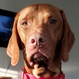 Vizslas from Kristen Sullivan