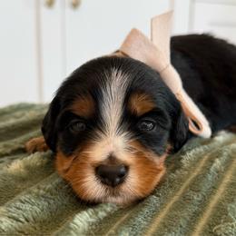 Bernedoodle puppies from Lady Paws Puppies - Cassie