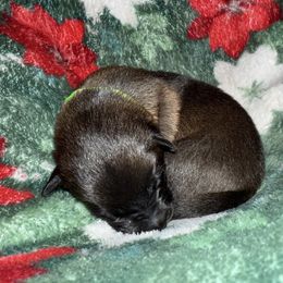 Lime Green Collar - Mahogany male Belgian Malinois puppy in Trenton, Georgia from Laeknir K9