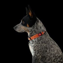 Skye - Australian Cattle Dog