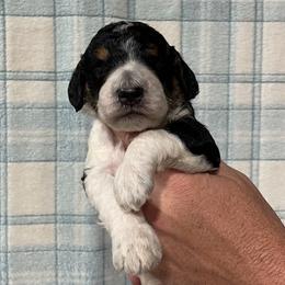 Arlo - Parti male Poodle puppy in Detroit Lakes, Minnesota from Pickerel Pups