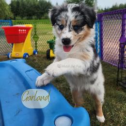 Garland - The Songbird - Blue merle female Australian Shepherd puppy in Pittsville, Wisconsin from Match Dot Pup