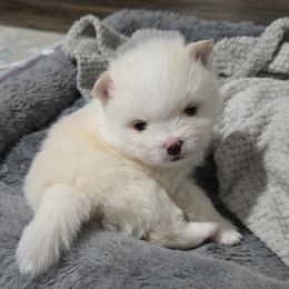 Pomeranian Puppies from Ruby's Pomeranians