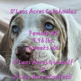 FEMALE  - 6 - Red merle female Catahoula Leopard Dog puppy in Perry, Florida from O'Leos' Acres Catahoulas
