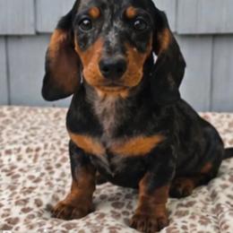 Josie - Dachshund