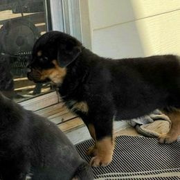 Rottweiler Puppies from Gottlïchen Rottweilers