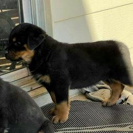 Rottweiler Puppies from Gottlïchen Rottweilers