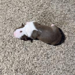 Chocolate Tuxedo Boy - Red male Boston Terrier puppy in Red Rock, Arizona from Knucklez Kids