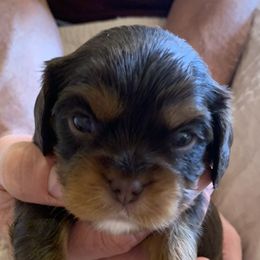Boy 2 - Cavalier King Charles Spaniel puppy in Zion Crossroads, Virginia from Karma's Cavaliers