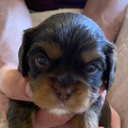 Boy 2 - Cavalier King Charles Spaniel puppy in Zion Crossroads, Virginia from Karma's Cavaliers