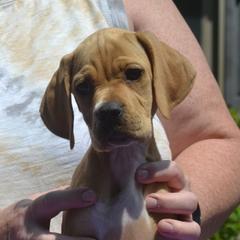 Girl 2 - female Pointer puppy in Millbury, Massachusetts from RaceCity