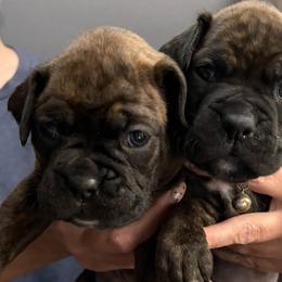 Boxers from Lynchburg Boxers