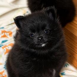 Boromir - Black male Pomeranian puppy in Boca Raton, Florida from Poms of The Shire