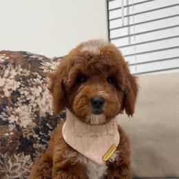 SUMMER - Red  female Goldendoodle puppy in Anaheim, California from Cuddle Bear Doodles