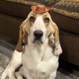 Basset Hounds from Hound House