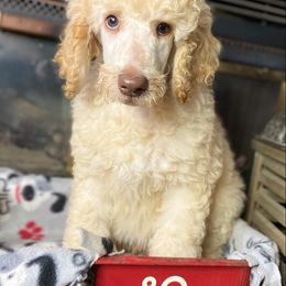 Poodle Puppies from Tails Up Standard Poodles