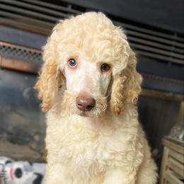 Poodle Puppies from Tails Up Standard Poodles