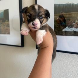 Pencil - White and red male Pembroke Welsh Corgi puppy in Red Bluff, California from Wilder Ranch Corgis