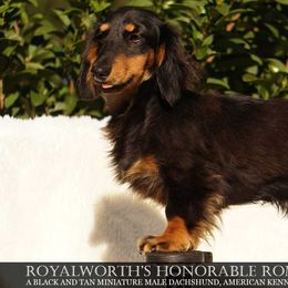 Romeo - Dachshund