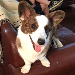 Cardigan Welsh Corgi Puppies from Stornoway Cardigan Welsh Corgis