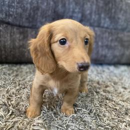 Dachshund Puppies from Long Dog Ranch