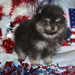 Garrett - Black and tan male Pomeranian puppy in Memphis, Michigan from Magix'z Pomeranians