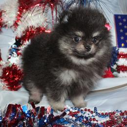 Garrett - Black and tan male Pomeranian puppy in Memphis, Michigan from Magix'z Pomeranians