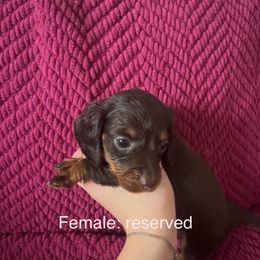 Dachshund Puppies from Sunshine’s Dachshunds