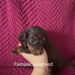 Dachshund Puppies from Sunshine’s Dachshunds