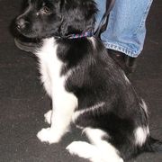 Stabyhoun Puppies from Faehouns