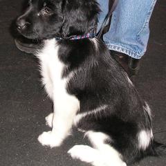 Stabyhoun Puppies from Faehouns