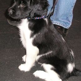 Stabyhoun Puppies from Faehouns