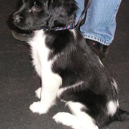 Stabyhoun Puppies from Faehouns