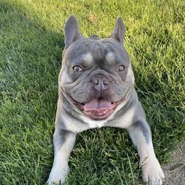 Briff/Briffy - French Bulldog