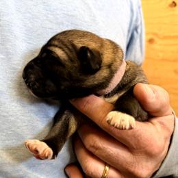 Girl 3 - Fawn female Anatolian Shepherd Dog puppy in Kalispell, Montana from Wild Rooster Family Farm – AKC Anatolian Shepherd Breeder, OFA Health Tested