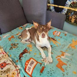 Sister - Rat Terrier