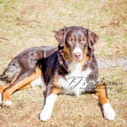 Shamos - Australian Shepherd