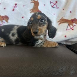 Sassy - Dapple female Dachshund puppy in Temecula, California from Naomi Magee's Dachshund Kennel