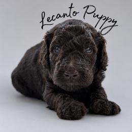 Garrick - Apricot male Poodle puppy in Lecanto, Florida from Lecanto Puppy