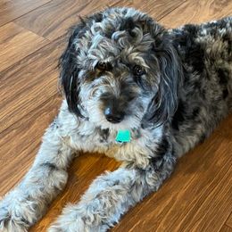 Aussiedoodles from Diamond Willow Doodles