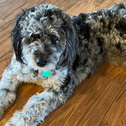 Aussiedoodles from Diamond Willow Doodles