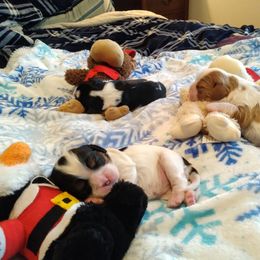 Cavalier King Charles Spaniel Puppies from Otter Bee Cavaliers