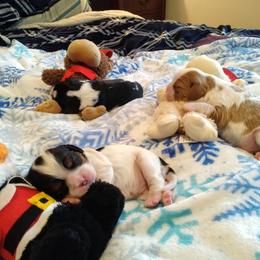 Cavalier King Charles Spaniel Puppies from Otter Bee Cavaliers