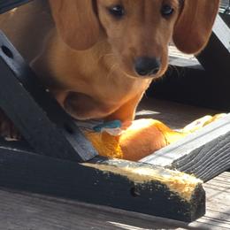 Slinky - Cream male Dachshund puppy in Yarnell, Arizona from Santa Rita Doxies