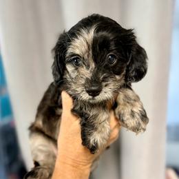 Poppy - Merle female Cavapoo puppy in Spokane, Washington from Treasured Cavaliers of the Pacific Northwest