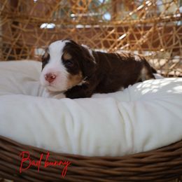 Bad bunny - Tri-color male Bernedoodle puppy in from Little Golden Farm