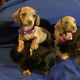 Dachshund Puppies from Linda Parcell