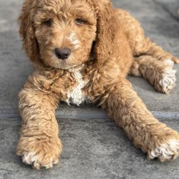 Double Doodle and Goldendoodle Puppies from Red White and Doodle